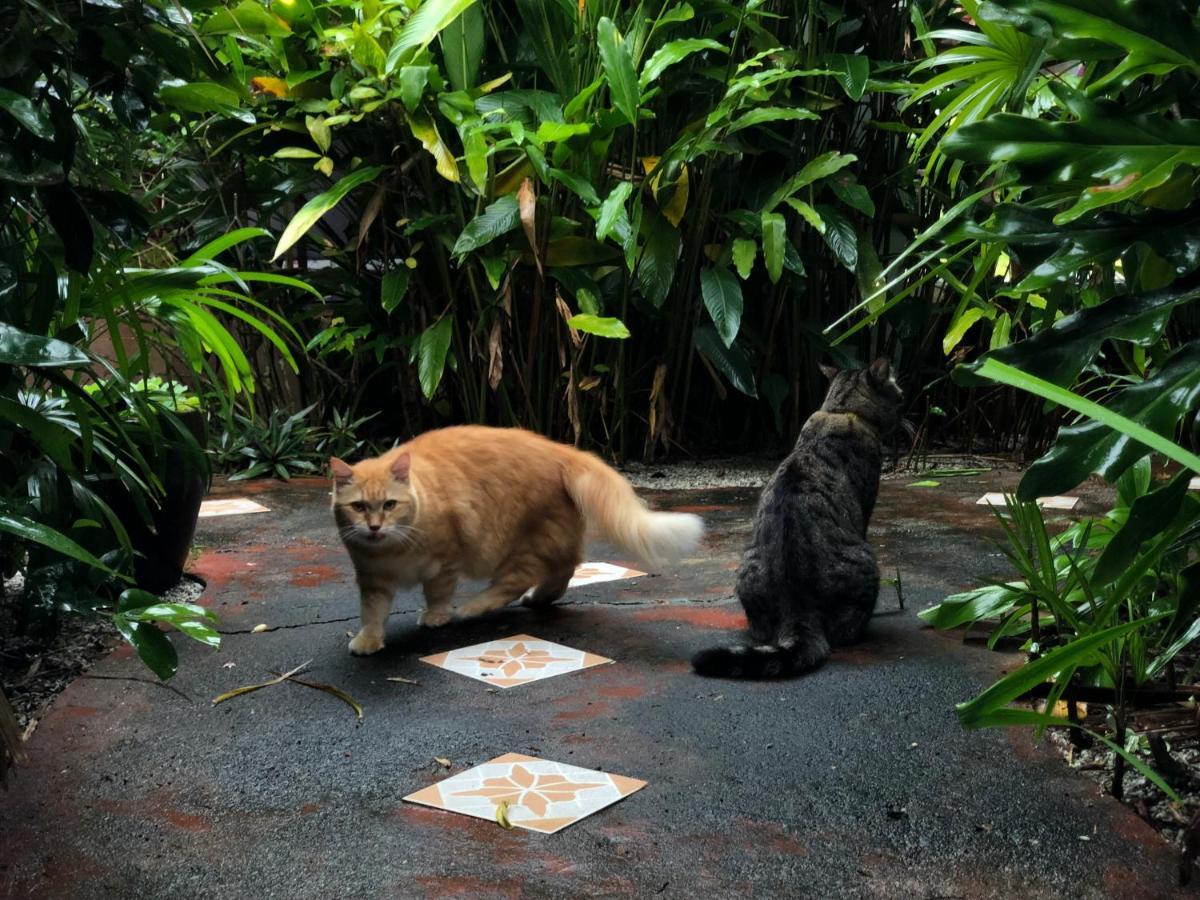 Keladi Langkawi